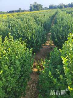 冠幅200厘米大叶黄杨球