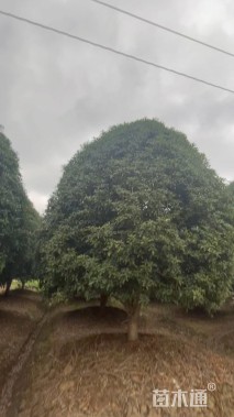 高度500厘米丛生桂花