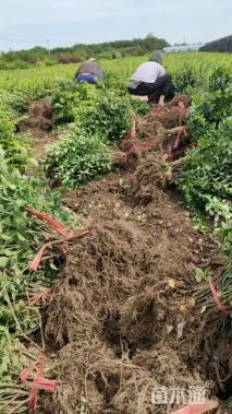 高度40厘米卫矛