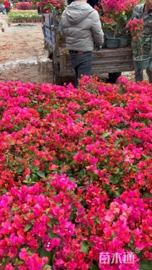 高度60厘米三角梅