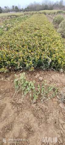 高度35厘米小叶栀子