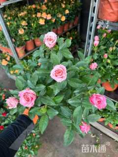 高度25厘米欧洲月季