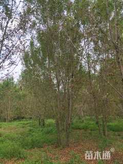 高度1000厘米丛生白蜡