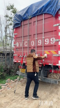 高度30厘米羽扇豆