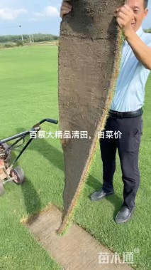 黑麦草