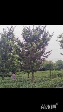 15公分罗汉松