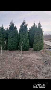 高度300厘米塔桧