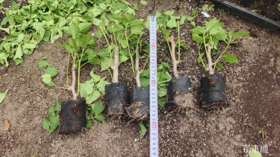 高度25厘米绿樱三角梅