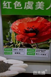 虞美人种子