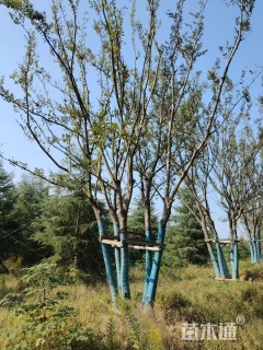 50公分丛生朴树