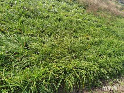 高度25厘米大花萱草