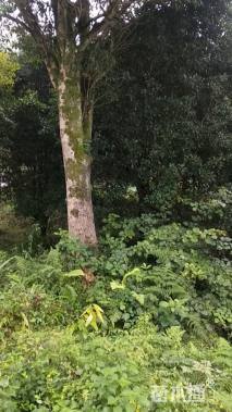 42公分桂花