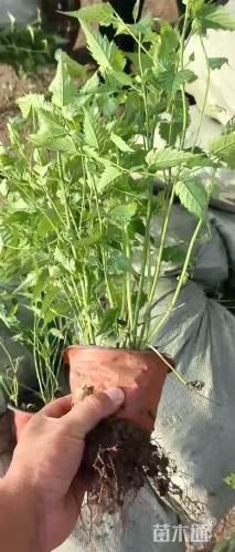 高度30厘米棣棠