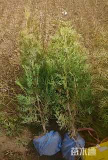 高度150厘米侧柏