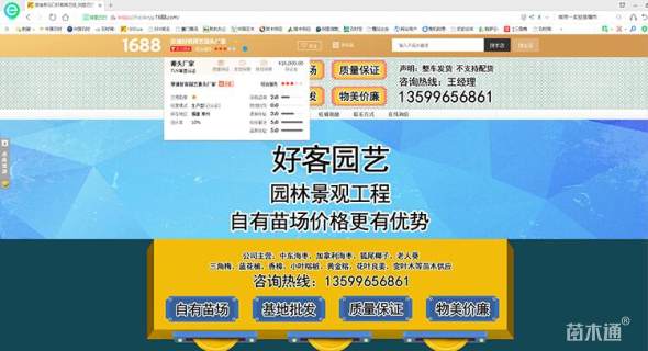 高度20厘米红叶石楠小苗