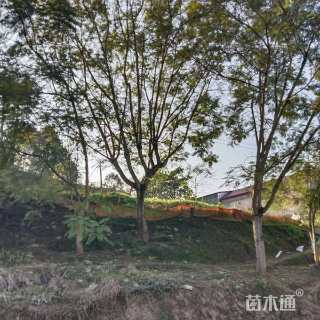 18公分蓝花楹