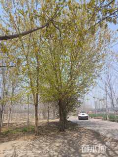 36公分金叶复叶槭