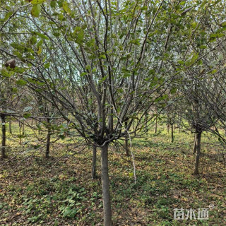 15公分垂丝海棠