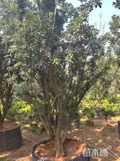 12公分(2杆)丛生杨梅