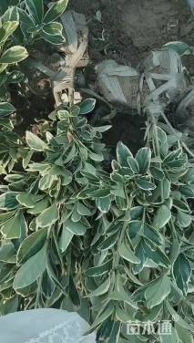 高度60厘米金边黄杨