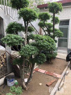 18公分对节白蜡