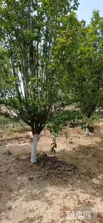 20公分西府海棠