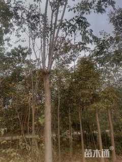 17公分黄山栾树