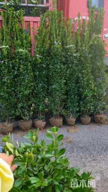高度180厘米大叶黄杨柱