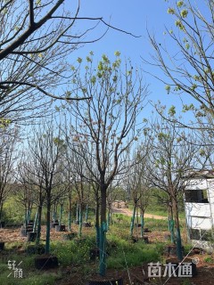 16公分香樟