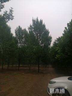 15公分速生白蜡