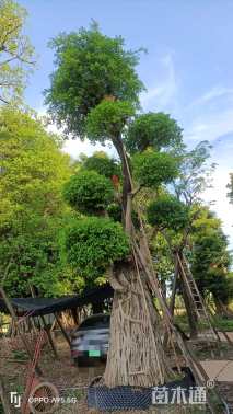 70公分造型小叶榕