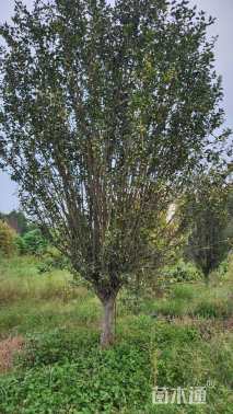 18公分西府海棠