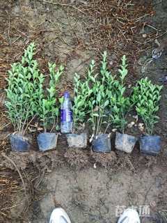 高度50厘米大叶黄杨