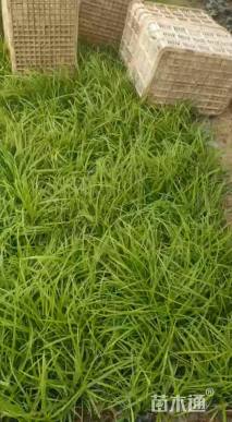 高度25厘米崂峪苔草