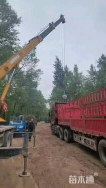 高度250厘米云杉