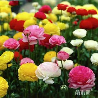 高度20厘米花毛茛