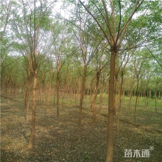 8公分国槐