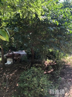 18公分北京丁香