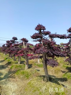 16公分造型红花继木桩