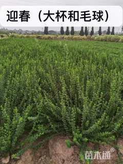 高度50厘米迎春花