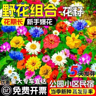 野花组合种子