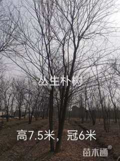 33公分(4杆)丛生朴树