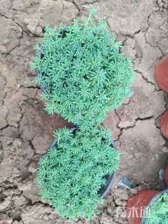 高度15厘米中华景天