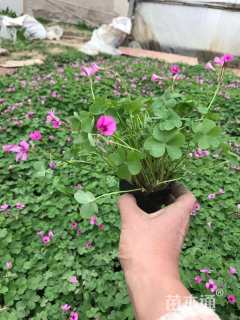 高度10厘米红花酢浆草
