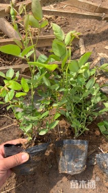 高度30厘米丰花月季