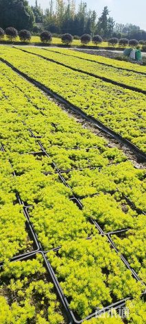 高度10厘米佛甲草