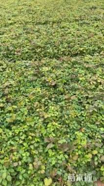 45厘米三叶地锦