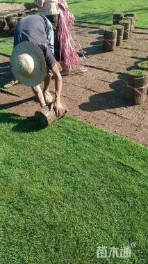草卷状结缕草