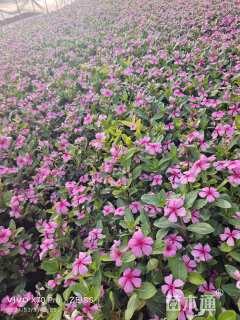 高度30厘米长春花