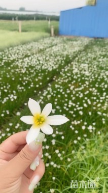 高度25厘米葱兰